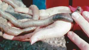 Australský obrovský rainworm